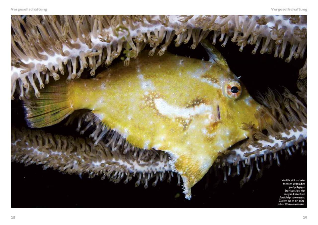 Grosspolypige Steinkorallen im Meerwasseraquarium